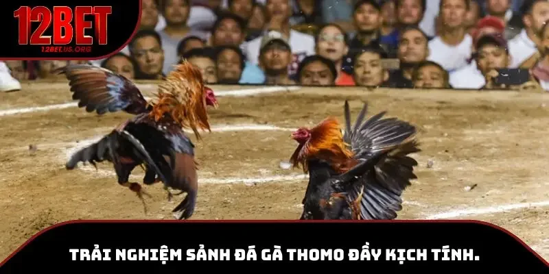 Trải nghiệm sảnh đá gà Thomo đầy kịch tính